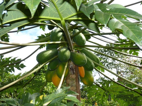 木瓜（Carica papaya）：圖片 3