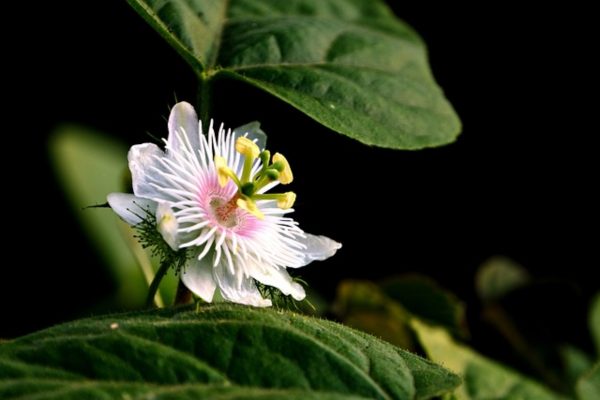 百香果（Passiflora edulis）