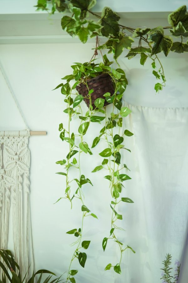 黃金葛（綠蘿、Epipremnum aureum）：圖片 3