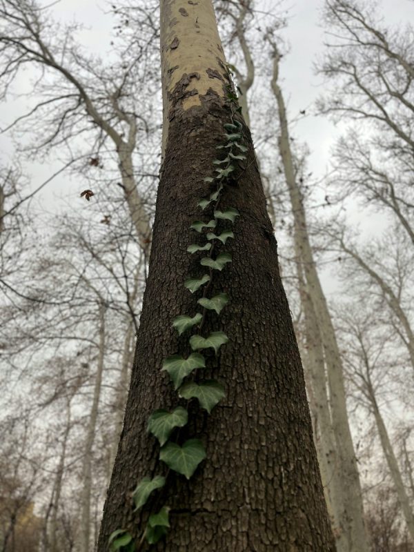 常春藤（Hedera helix）：圖片 4