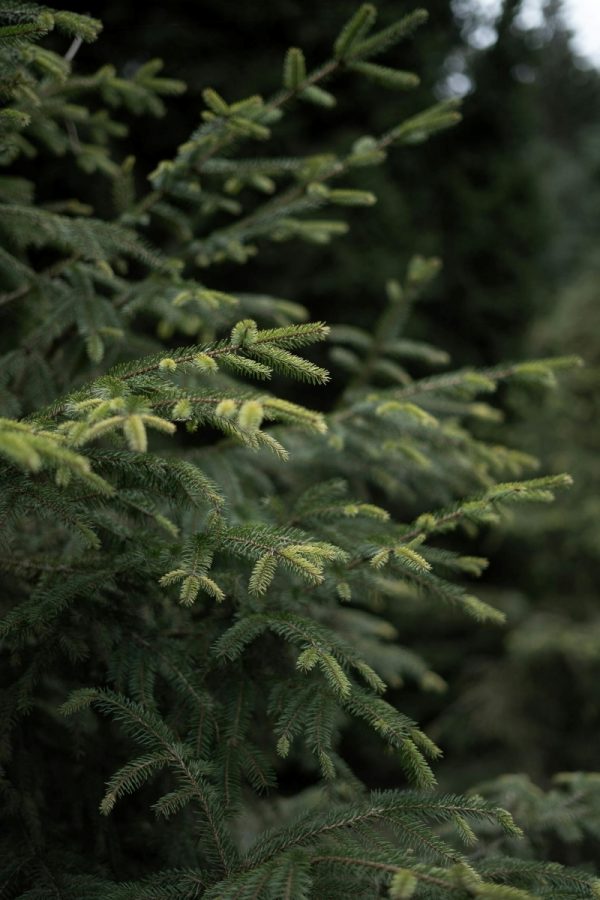 雲杉（Picea spp.）：圖片 2