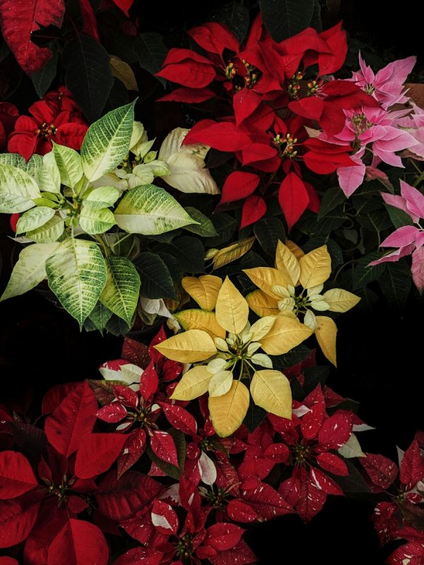 聖誕紅（Poinsettia）：圖片 4