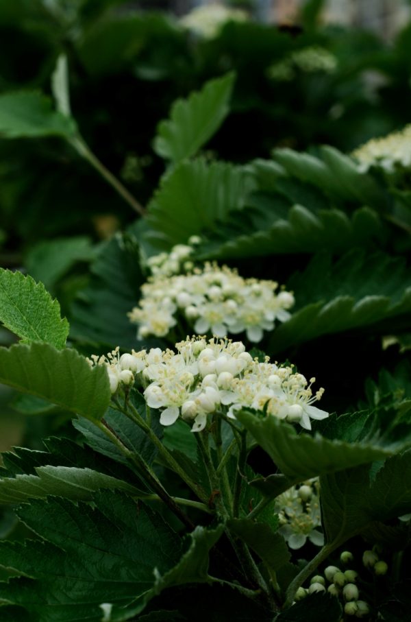 水榆花楸（日本花楸、Sorbus alnifolia）