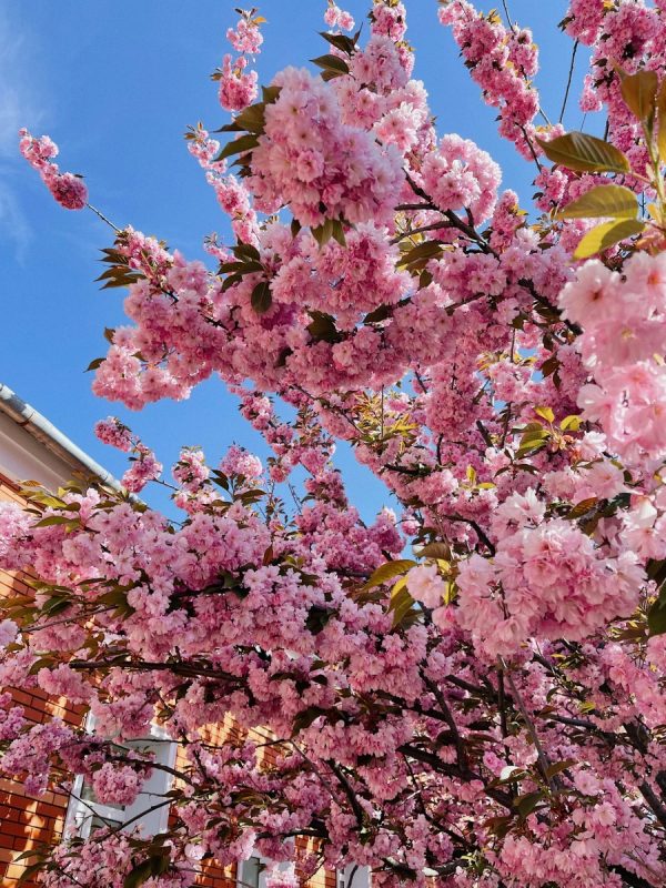 梅花（Prunus mume）：圖片 4