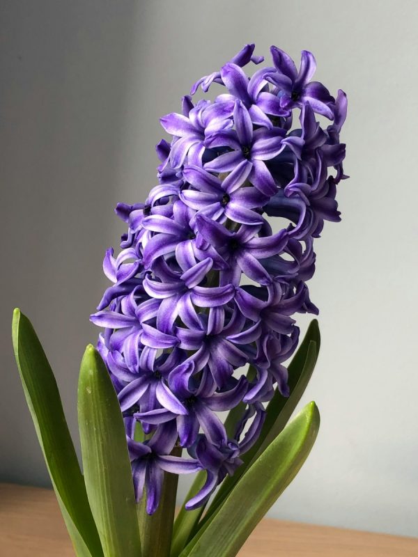 風信子（Hyacinthus orientalis）：圖片 4