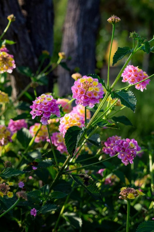 美女櫻（Verbena spp.）：圖片 2