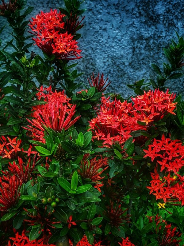 大王仙丹花（Ixora chinensis）：圖片 4
