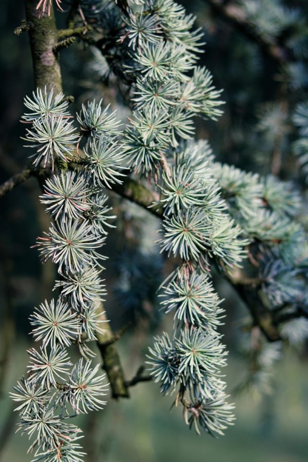 雪松（Cedrus spp.）