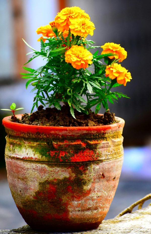 金盞花（Tagetes spp.）：圖片 3