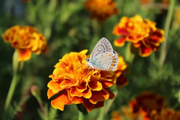 金盞花（Tagetes spp.）：圖片 2