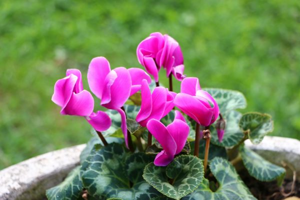 仙客來（Cyclamen）