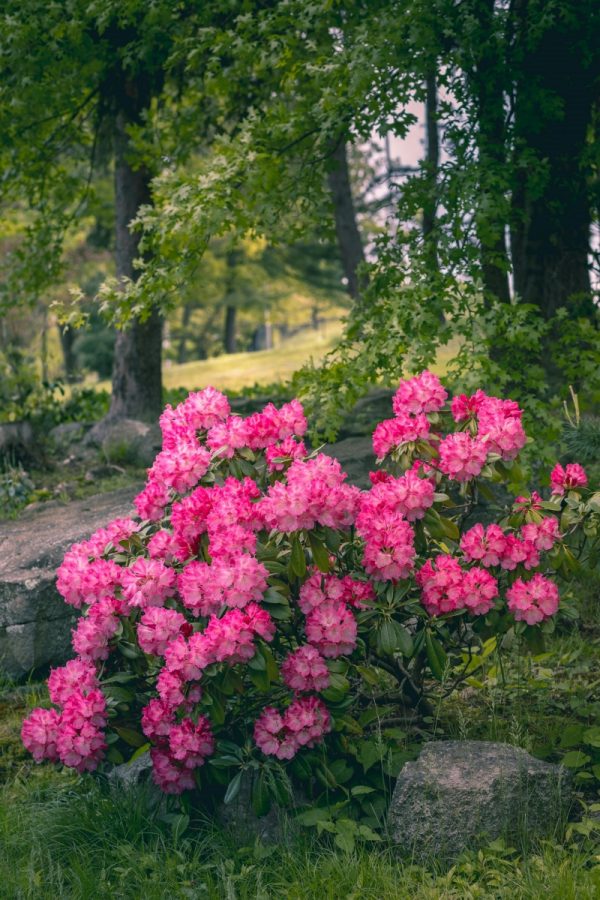 杜鵑花（Rhododendron spp.）：圖片 4