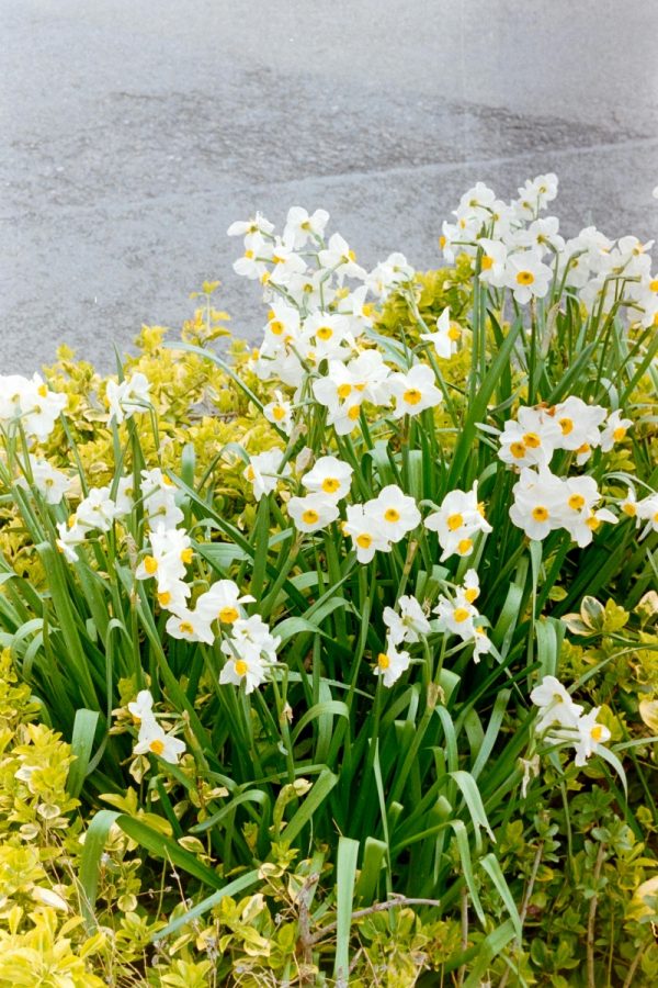 水仙花（Narcissus spp.）：圖片 4