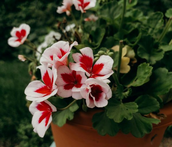 天竺葵（Pelargonium）