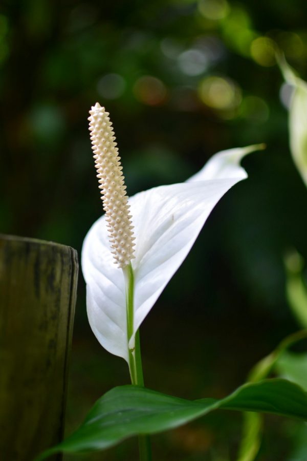 白鶴芋（白掌、Spathiphyllum）