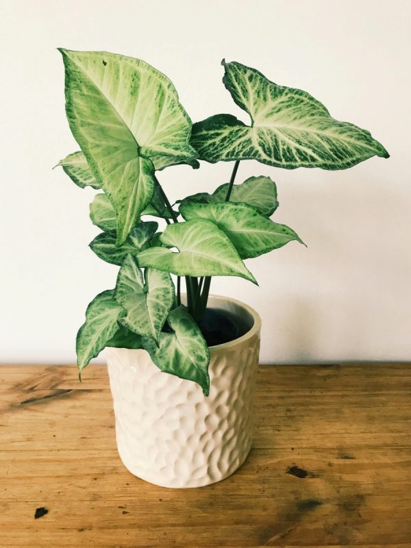 合果芋（Syngonium podophyllum）：圖片 3