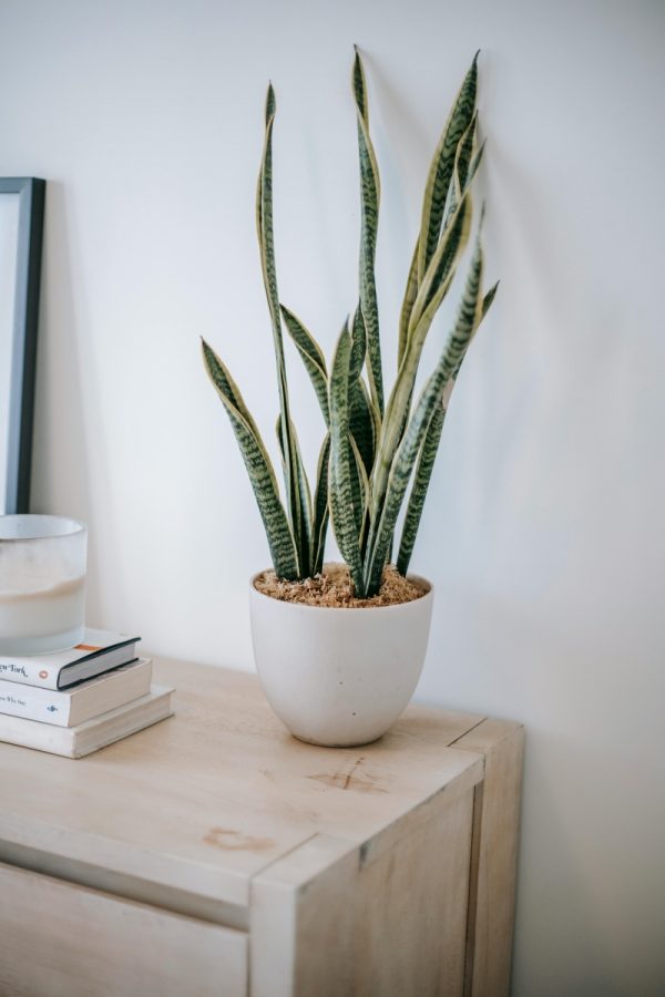虎尾蘭（Sansevieria trifasciata）：圖片 3
