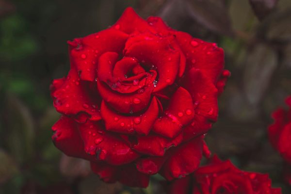 玫瑰 （Rosa spp.）