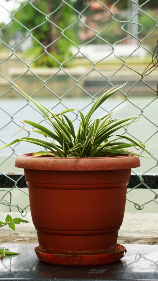 吊蘭（千葉吊蘭、Chlorophytum comosum）：圖片 3