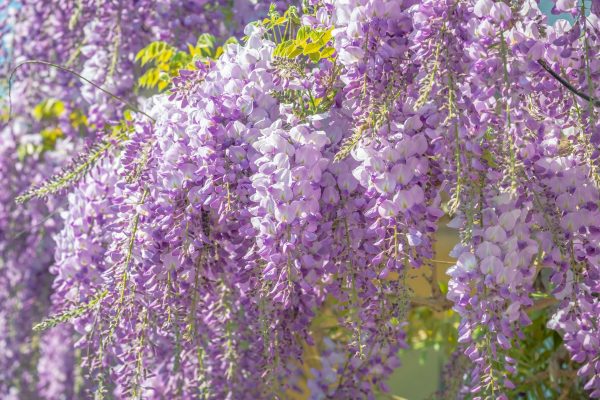紫藤（紫藤花、Wisteria sinensis）：圖片 4
