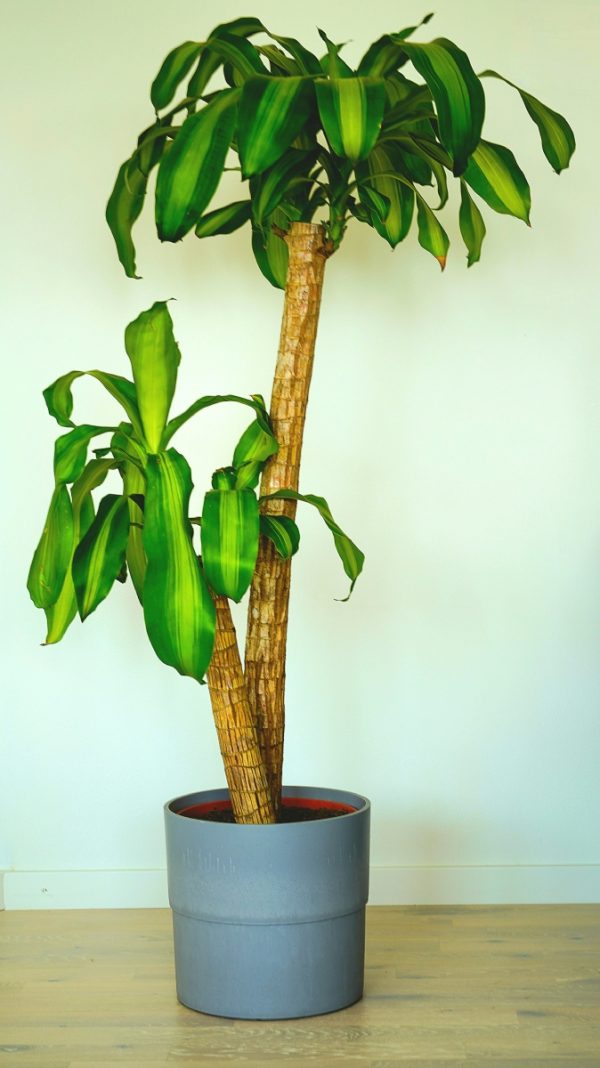 香龍血樹（巴西鐵樹、Dracaena fragrans）：圖片 3