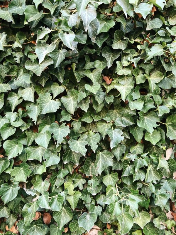 常春藤（Hedera helix）：圖片 2