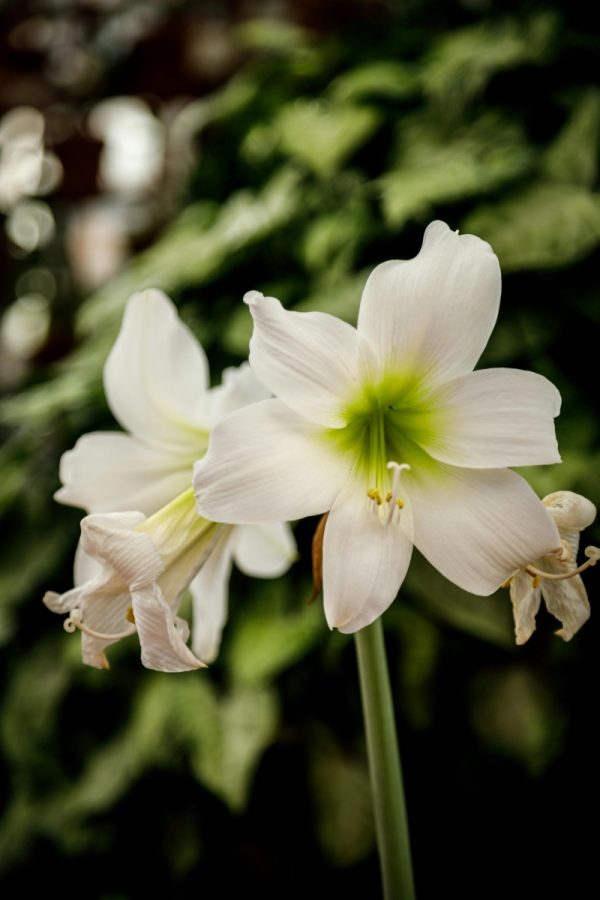 孤挺花 （Amaryllis）：圖片 2
