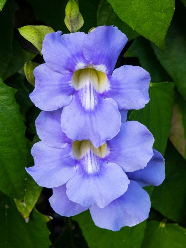 大鄧伯花（Thunbergia grandiflora）：圖片 2