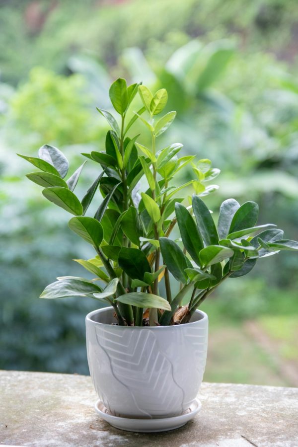 美鐵芋（金錢樹、Zamioculcas zamiifolia）：圖片 3