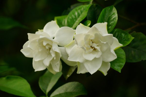 梔子花（Gardenia jasminoides）：圖片 2