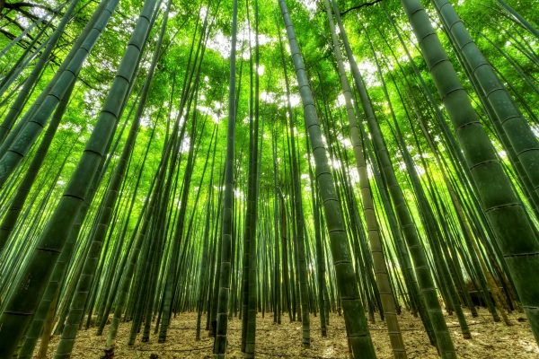 竹子（bamboo）：圖片 4