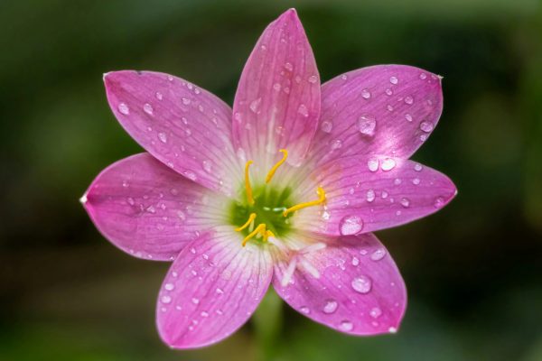 風雨蘭（Zephyranthes spp.）
