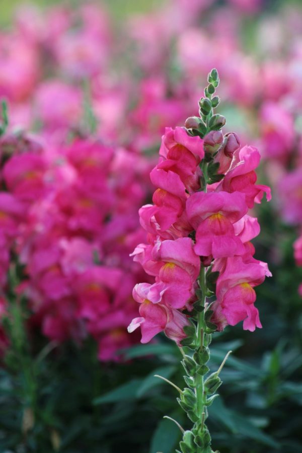 金魚草 （Antirrhinum majus）：圖片 2