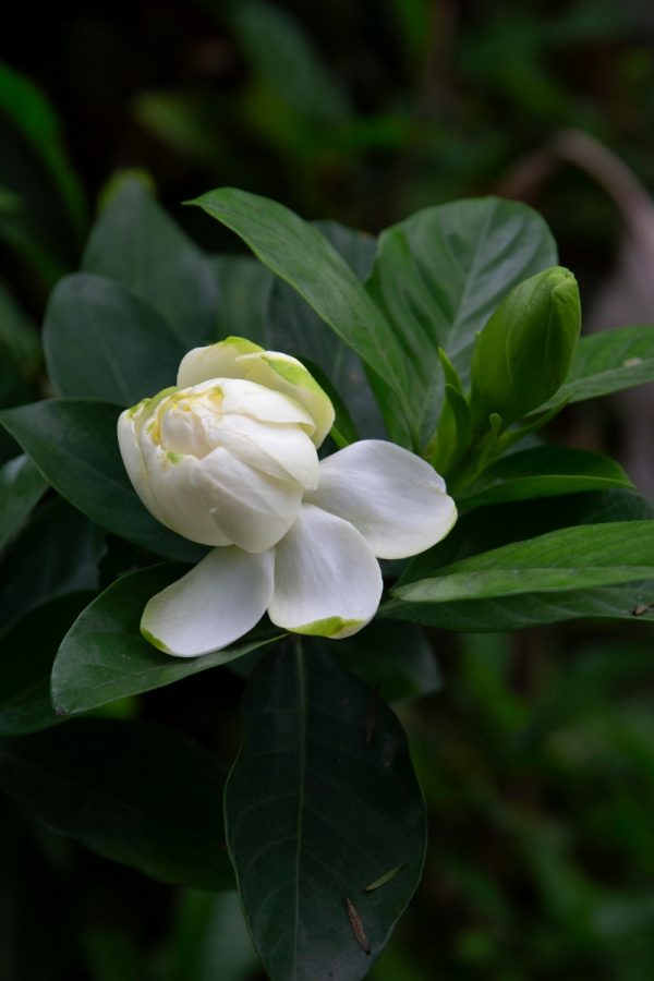 梔子花（Gardenia jasminoides）