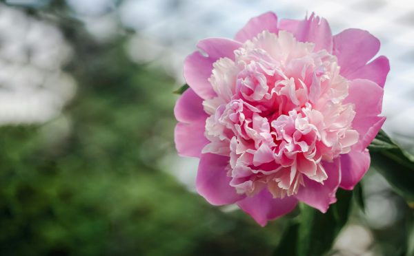芍藥（Paeonia lactiflora）