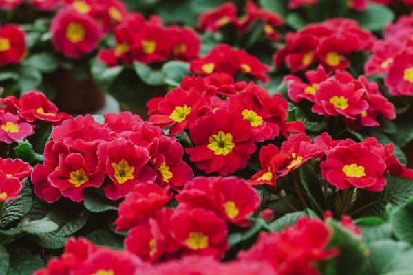報春花（Primula spp.）：圖片 4