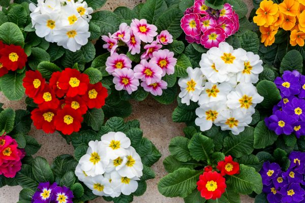 報春花（Primula spp.）：圖片 2