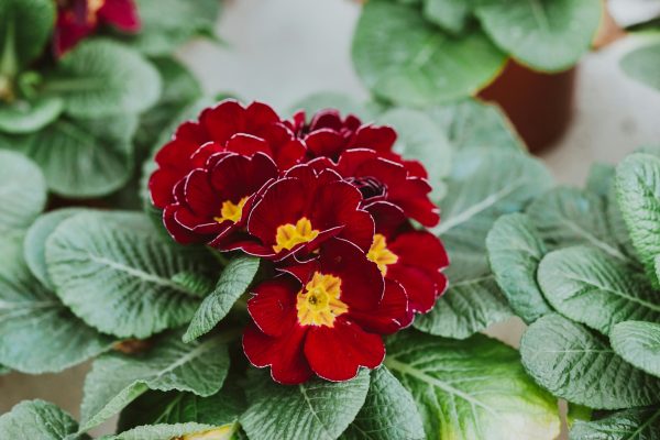 報春花（Primula spp.）