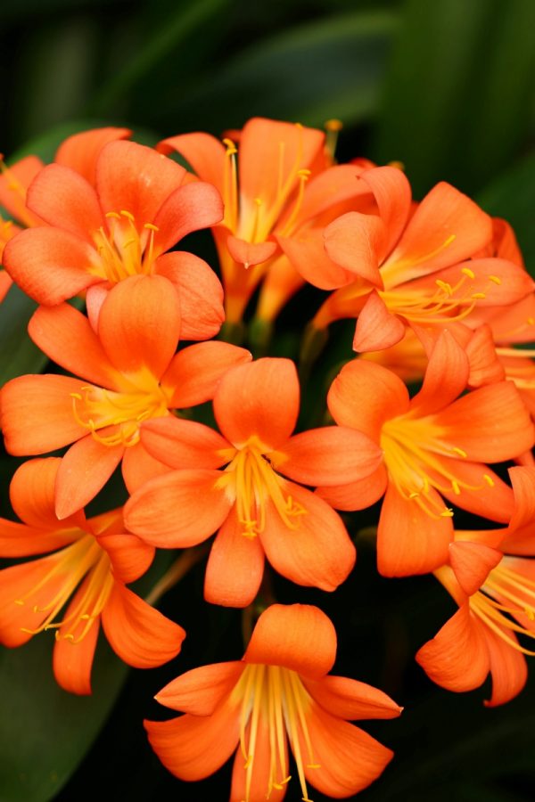 君子蘭（Clivia miniata）