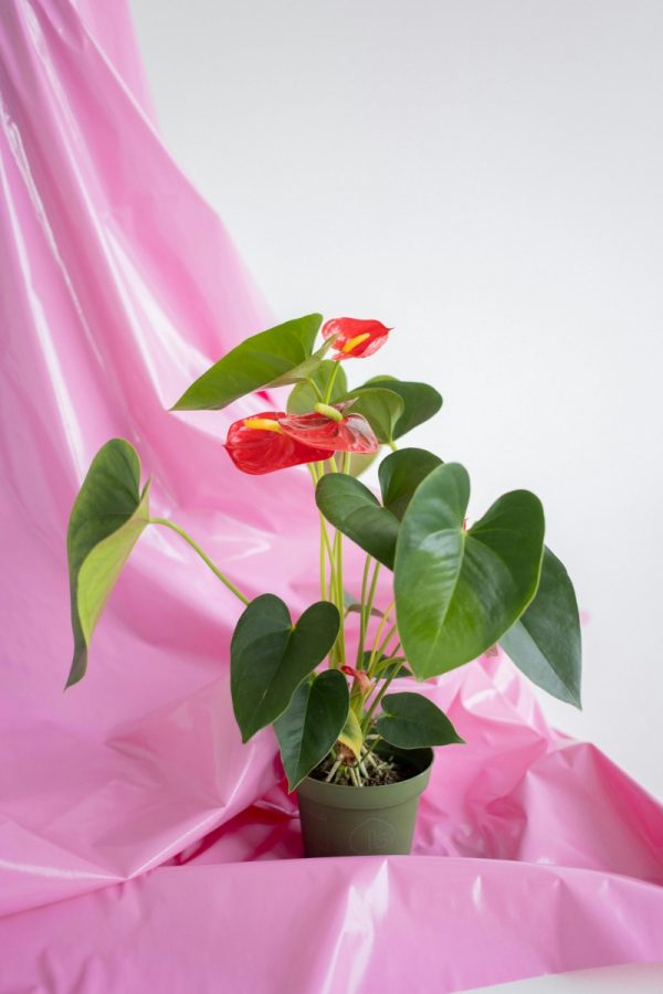 火鶴花（紅掌、Anthurium andraeanum）：圖片 3