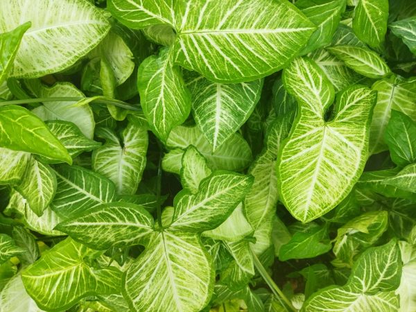 合果芋（Syngonium podophyllum）：圖片 4