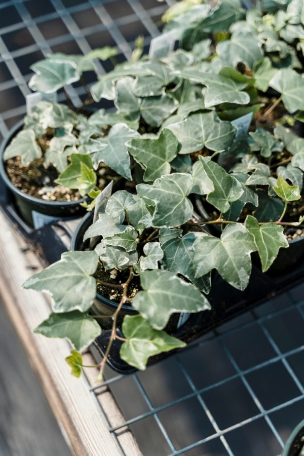 常春藤（Hedera helix）