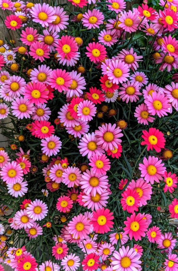 瑪格麗特菊（Argyranthemum frutescens）：圖片 4