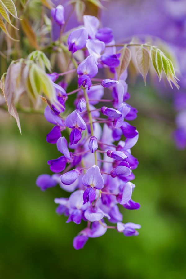 紫藤（紫藤花、Wisteria sinensis）