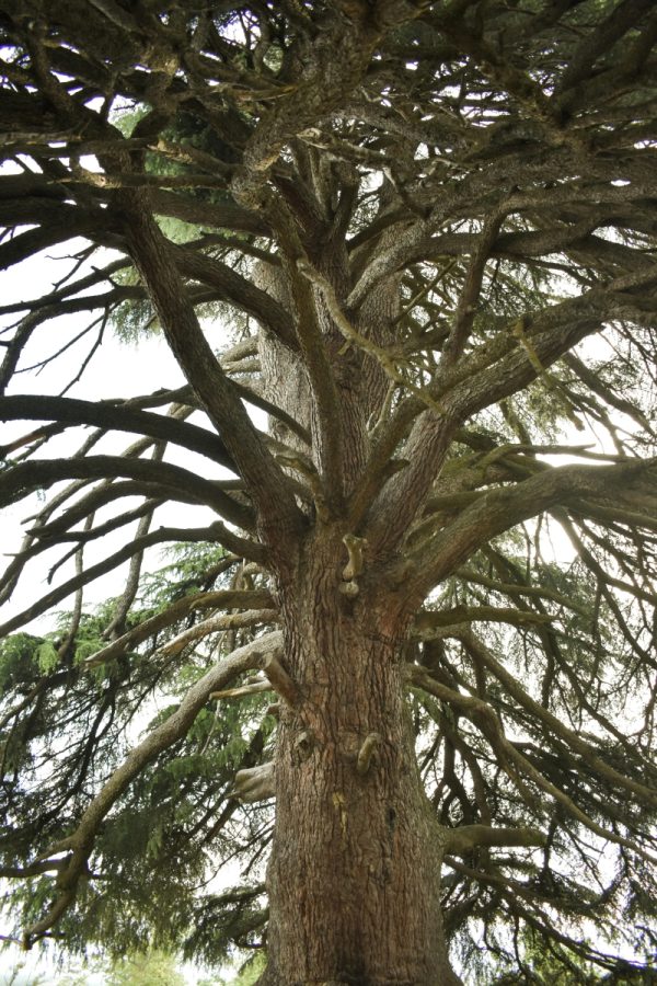 雪松（Cedrus spp.）：圖片 4