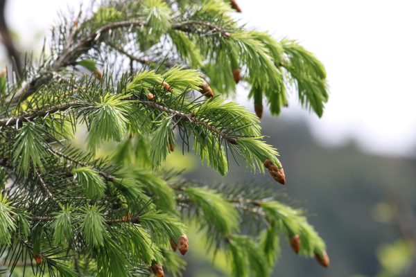 雲杉（Picea spp.）：圖片 3