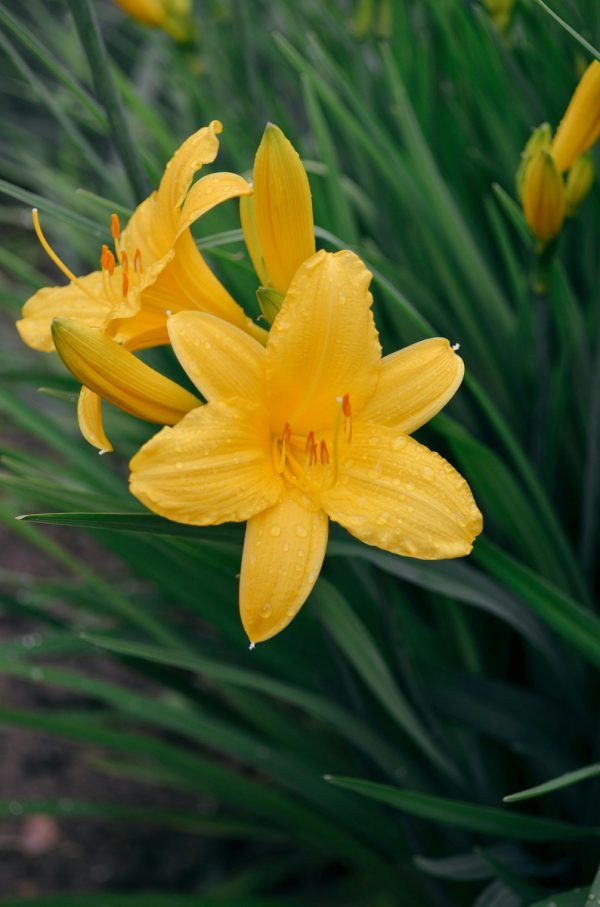 金針花 （黃花菜、 Hemerocallis fulva）
