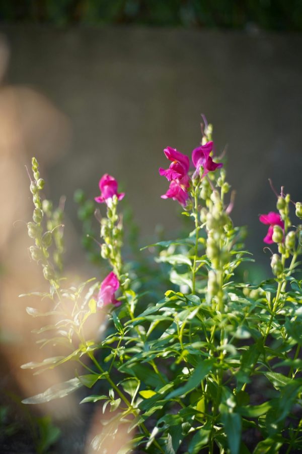 金魚草 （Antirrhinum majus）