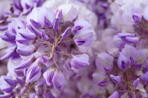 紫藤（紫藤花、Wisteria sinensis）：圖片 2