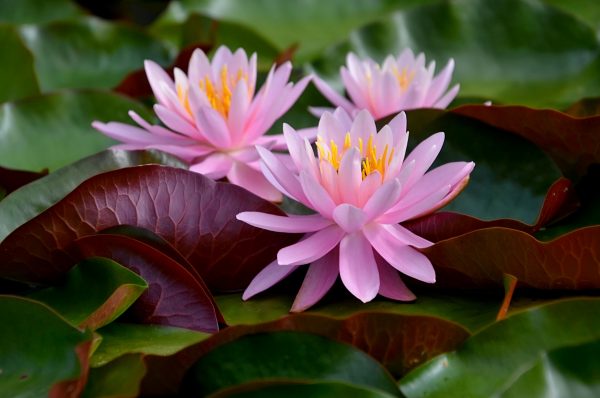睡蓮（蓮花、Nymphaea spp.）：圖片 2